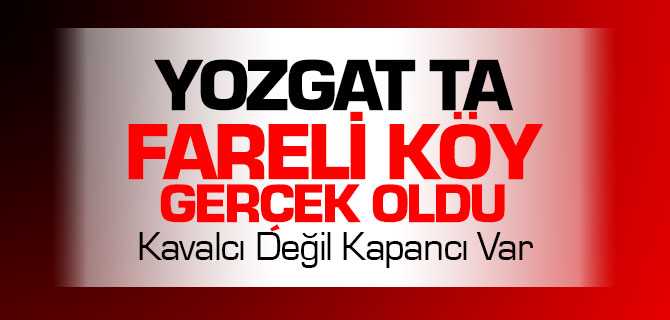 Yerköy'de Fareler Tarlaları Ekin Bırakmıyor