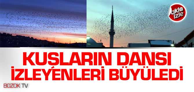 Kuşların Dansı İzleyenleri Büyüledi