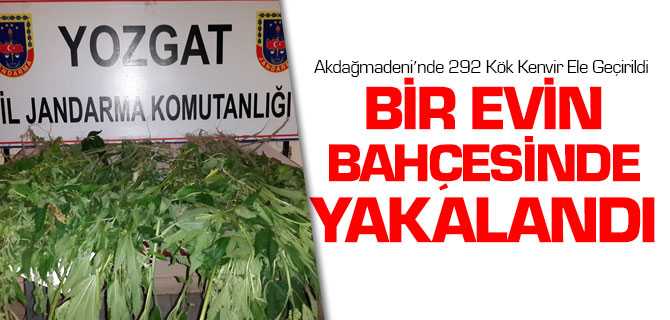 Jandarma, Bir Evin Bahçesinde 292 Kök Kenevir Bitkisi Ele Geçirdi