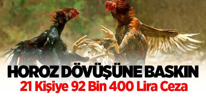 Horoz Dövüşü yapanlara polis baskını, 