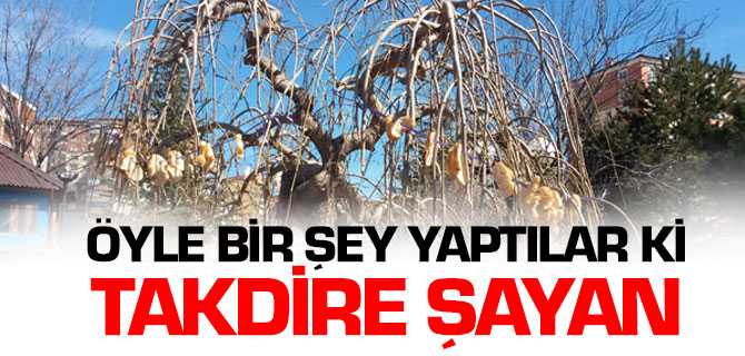 Öğrenciler Kuşlar İçin Ruloya Sardıkları Yemi Ağaç Dallarına Astı