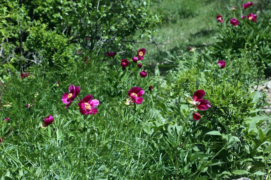 Gelin Kayası (Cehrilik)